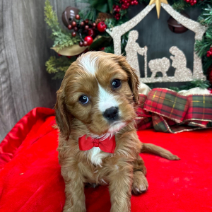 Cavalier King Charles Spaniel Puppy Orlan