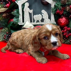 Cavalier King Charles Spaniel Puppy Orlan