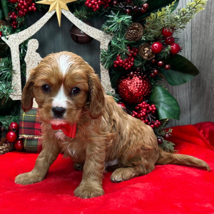 Cavalier King Charles Spaniel Puppy Orlan