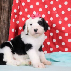 Sheepadoodle Puppy Lulu