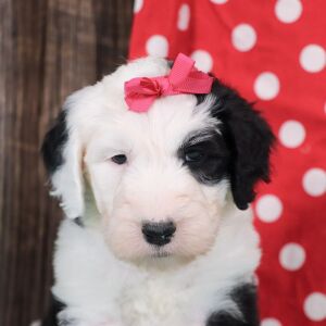 Sheepadoodle Puppy Lulu