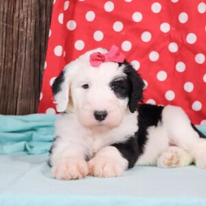 Sheepadoodle Puppy Lulu