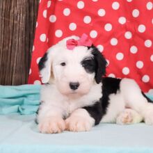 Sheepadoodle Puppy Lulu