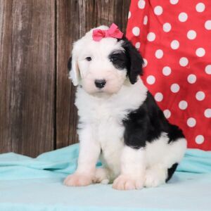 Sheepadoodle Puppy Lulu