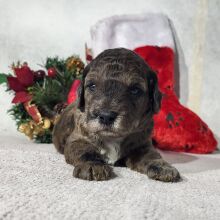 Goldendoodle Puppy Drew