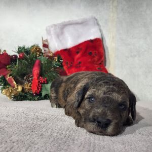 Goldendoodle Puppy Drew