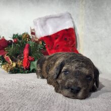 Goldendoodle Puppy Drew
