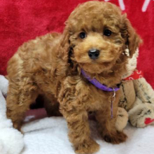Poodle Puppy Kringle