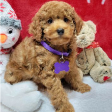 Poodle Puppy Kringle