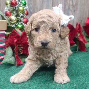 Poodle Puppy Clarice