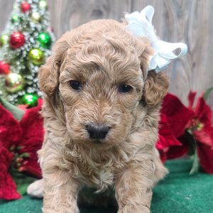 Poodle Puppy Clarice