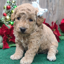 Poodle Puppy Clarice