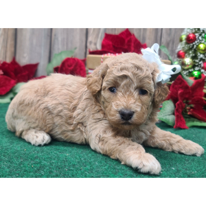 Poodle Puppy Clarice