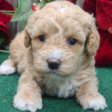 Poodle Puppy Prince