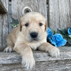 Golden Retriever Puppy Clara