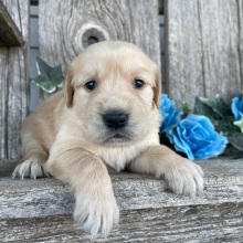 Golden Retriever Puppy Clara
