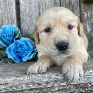 Golden Retriever Puppy Clara