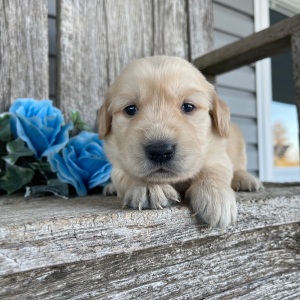 Golden Retriever Puppy Clara
