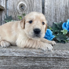 Golden Retriever Puppy Clara