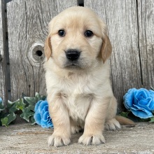 Golden Retriever Puppy Clara