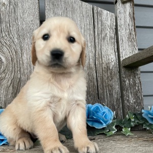 Golden Retriever Puppy Chelsea