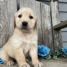 Golden Retriever Puppy Chelsea