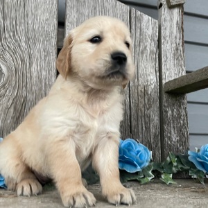 Golden Retriever Puppy Chelsea