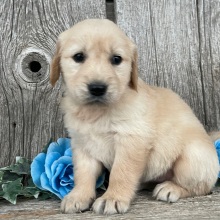 Golden Retriever Puppy Chelsea