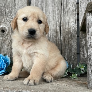 Golden Retriever Puppy Chelsea