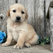 Golden Retriever Puppy Chelsea