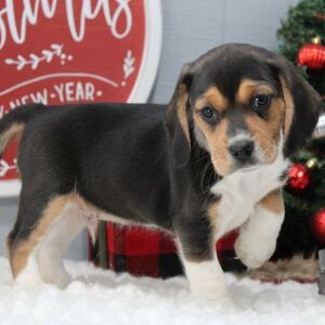 Beagle Puppy Striker