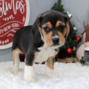 Beagle Puppy Striker