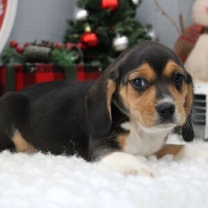 Beagle Puppy Striker