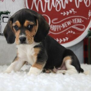 Beagle Puppy Striker