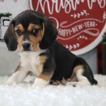 Beagle Puppy Striker