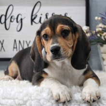 Beagle Puppy Striker