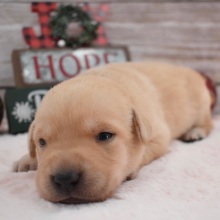 Labrador Retriever Puppy Demi