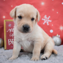 Labrador Retriever Puppy Demi