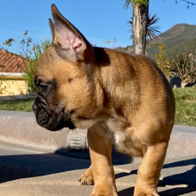 French Bulldog Puppy Gwen