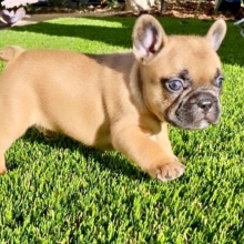 French Bulldog Puppy Gwen