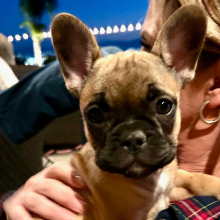 French Bulldog Puppy Gwen