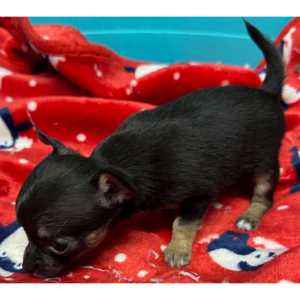 Chihuahua Puppy Gilly