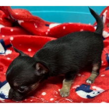 Chihuahua Puppy Gilly