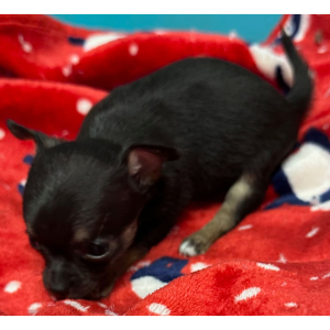 Chihuahua Puppy Gilly