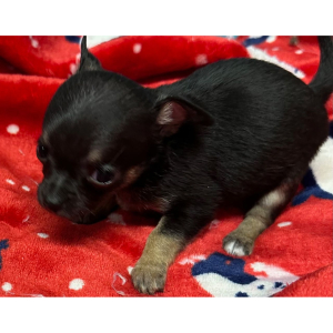 Chihuahua Puppy Gilly
