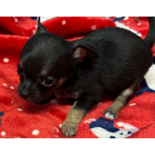 Chihuahua Puppy Gilly