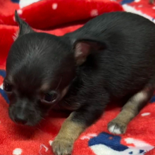 Chihuahua Puppy Gilly