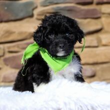 Portuguese Water Dog Puppy Ronnie