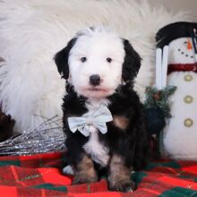 Bernedoodle Puppy Ajax