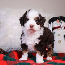 Bernedoodle Puppy Ava